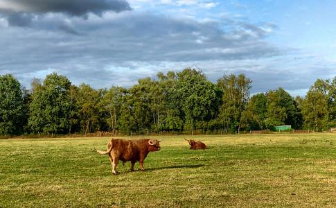 阳光,草地,牛放牧云景照片  |阳光,草地,牛牛奶宁静照片  |阳光