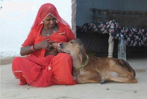 牛在印度是圣物 为什么它还是牛肉出口大国?